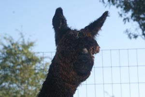 Sweet Blossom Alpaca Farm